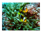 Buy Twobar Anemonefish at AllPosters.com