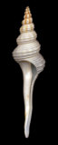 Buy Dupetit's Spindle at AllPosters.com