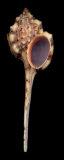 Buy Snipes Bill Murex at AllPosters.com