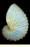 Buy Paper Nautilus at AllPosters.com
