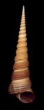 Buy Ligar Screw Shell at AllPosters.com
