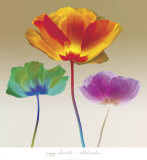 Poppy Chromatic