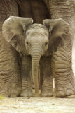 Buy Big Ears at AllPosters.com