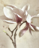 Buy Pink Magnolia II at AllPosters.com