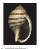 Buy Banded Tun at AllPosters.com