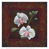 Buy Orchid Study II at AllPosters.com