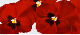 Buy Red I at AllPosters.com