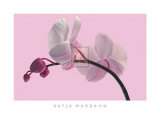 Orchid Radiance