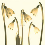 Buy Snowdrop Cluster at AllPosters.com
