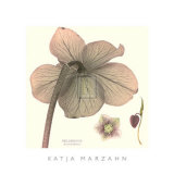 Hellebore II