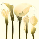 Buy Lily Cluster at AllPosters.com