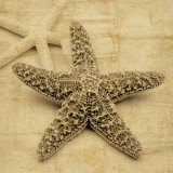 Starfish