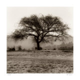 Willow Tree