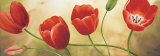 Armonia di Tulipani