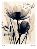 Lotus and Grasses