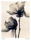 Saucer Magnolia