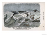 Common Shark (Carcharias Lamia) About to Make a Meal of a Shipwrecked Sailor