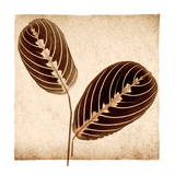 Maranta Leaves