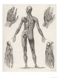 Buy Showing Muscles of Body Hands and Feet at AllPosters.com