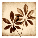 Buy Cassava Leaves at AllPosters.com