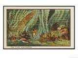 Buy Exploring the Underwater Forests at AllPosters.com