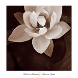 Amazon Lotus