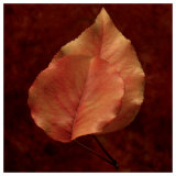 Buy Summerset Gold at AllPosters.com