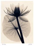Tropical Water Lily