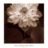 Buy Lotus Welcome at AllPosters.com