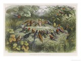 Buy Musical Elf Teaches the Young Birds to Sing at AllPosters.com
