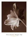 Buy Moonglow Tulip at AllPosters.com