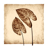 Tropical Caladiums