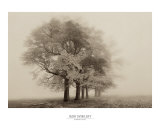 Buy Harmony in Fog at AllPosters.com