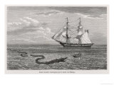 Buy Sea Serpent Look-Alike Trailing Sea-Weed Observed by the French Ship "Pekin" off the Burma Coast at AllPosters.com