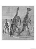 Iguanodon Skeletons at the Musee De L'Histoire Naturelle Brussels