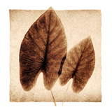Buy Taro Leaves at AllPosters.com