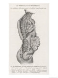 Buy The Nervous System of the Spine at AllPosters.com