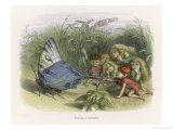 Buy Teasing a Butterfly at AllPosters.com