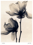 Saucer Magnolia