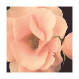Buy Bliss III at AllPosters.com