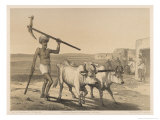Buy Indian Farmer and Oxen at AllPosters.com