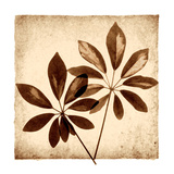 Cassava Leaves