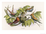 Buy An Intruding Elf Makes Himself at Home in a Birds Nest at AllPosters.com