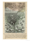 Buy Life-Forms of the Silurian Era at AllPosters.com