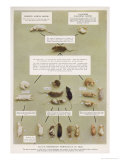 Buy Diagram Using Real Mice to Show Mendel's Inheritance in Mice Theory at AllPosters.com