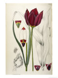 Buy Tulipa Cypria a Deep Red Tulip at AllPosters.com