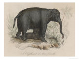 Buy Female Indian Elephant Suckling Her Young at AllPosters.com