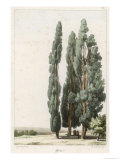 Buy Cypress at AllPosters.com