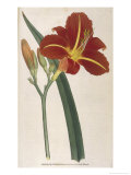 Buy Tawny Day Lily at AllPosters.com