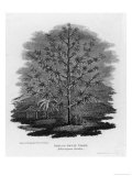 Buy Breadfruit Tree at AllPosters.com